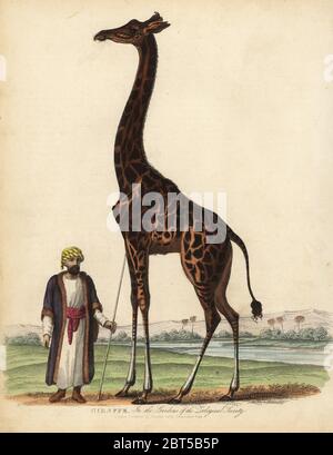 Giraffe, Giraffa camelopardalis. Verletzlich, Giraffe in den Gärten der Zoologischen Gesellschaft. Handkolorierter Kupferstich von William Smellies Übersetzung von Graf Georges Buffons Geschichte der Erde und animierte Natur, Thomas Kelly, London, 1829. Stockfoto