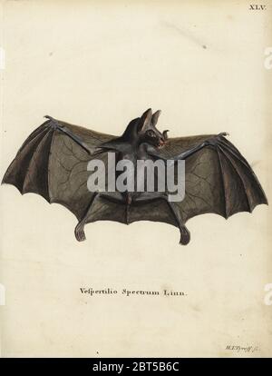 Spektrale bat oder falsche Vampir Fledermaus, Vampyrum Spectrum. Vespertilio Spektrum Linn. Papierkörbe Kupferstich von Hermann Jakob Dieckmann von Johann Christian Daniel Schreber's Animal Abbildungen nach der Natur, oder schreber's fantastische Tiere, Erlangen, Deutschland, 1775. Stockfoto