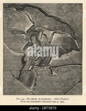 Der Berliner Archaeopteryx siemensii (Archaeopteryx lithographica) aus dem Solenhofener Kalkstein. Nach Wilhelm Dames. Gravur von Henry Neville Hutchinson Creatures of Other Days, Popular Studies in Paleontology, Chapman and Hall, London, 1896. Stockfoto