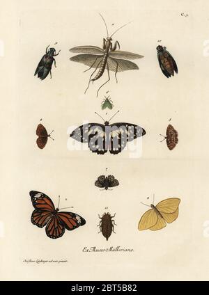 Arten von Schmetterlingen, Motten und Insekten. Papierkörbe Kupferstich nach einer Abbildung von Christian Leinberger von Georg Wolfgang Knorr Deliciae Naturae Selectae von Kabinet van Zeldzaamheden der Natuur, Blusse und Sohn, Nürnberg, 1771. Exemplare aus der Wunderkammer oder Kabinett der Kuriositäten im Besitz von P.L. Muller. Stockfoto