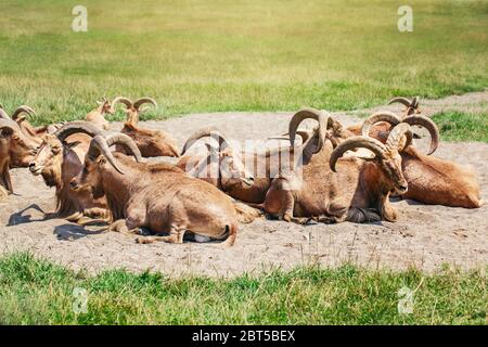 Gruppe von barbar-schafen Wildziegenantilope, die am heißen Sommertag im Sandgrund liegen. Herde wilder Texas Aoudad Ziegen mit großen kurvenreichen Hörnern Outd Stockfoto