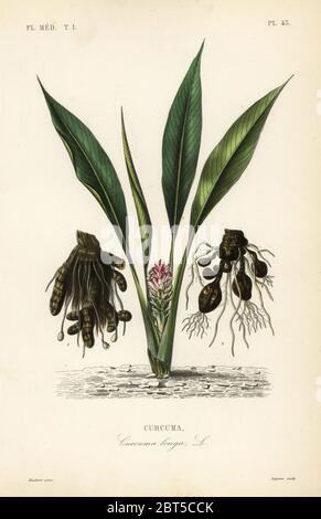 Kurkuma oder ukon, Curcuma longa, Curcuma. Handkolorierter Stahlstich von Lagesse nach einer botanischen Illustration von Edouard Maubert von Pierre Oscar Reveil, A. Dupuis, Fr. Gerard und Francois Herincqs La Regne Vegetal: Flore Medicale, L. Guerin, Paris, 1864-1871. Stockfoto