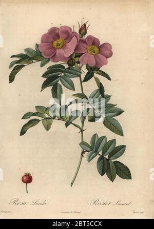 Violette Virginia Rose, Rosa virginiana. Rosa lucida, Rosier luisant. Rosier ein feuilles luisantes. Dichtfläche Kupferstich von Rosine-Antoinette Bessin handkoloriert a la poupee nach einem botanischen Illustration von Pierre-Joseph Redoute aus der ersten Folio-ausgabe von Les Roses, Firmin Didot, Paris, 1817. Stockfoto