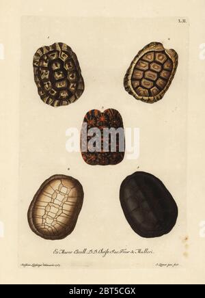 Hermann's Schildkröte, Testudo hermanni 1, Gemeinsame padloper, Homopus areolatus 2, geometrische Schildkröte, Psammobates Geometricus 3, Unterseite von Hermann's Schildkröte 4, und der Europäischen Sumpfschildkröte, Emys orbicularis 5. Cinq coquilles de Tortue particulieres. Papierkörbe Kupferstich von S. Leitner Jun. Nach einer Abbildung von Christian Leinberger von Georg Wolfgang Knorr Deliciae Naturae Selectae von Kabinet van Zeldzaamheden der Natuur, Blusse und Sohn, Nürnberg, 1771. Exemplare aus Wunderkammer oder Kabinett der Kuriositäten von Dr. Christoph Jacob Trew und P.L. besessen Muller. Stockfoto