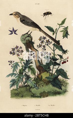 Northern mockingbird, Mimus polyglottos Orpheus 1, Bittersüßer Nachtschatten, Solanum dulcamara 3, Solanum quercifolium 4, Mordella fasciata Käfer 2. Moqueur, mordelle et morelles. Papierkörbe Stahlstich von du Casse nach einer Illustration von Adolph Fritten aus dem Felix-Edouard Guerin-Meneville's Wörterbuch Pittoresque d'Histoire Naturelle (malerische Wörterbuch der Naturgeschichte), Paris, 1834-39. Stockfoto