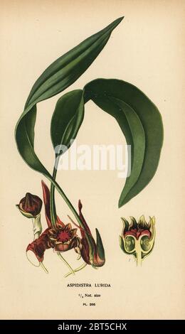 Aspidira lurida. Chromolithographie aus einer Illustration von Desire Bois aus Edward Steps Favorite Flowers of Garden and Greenhouse, Frederick Warne, London, 1896. Stockfoto