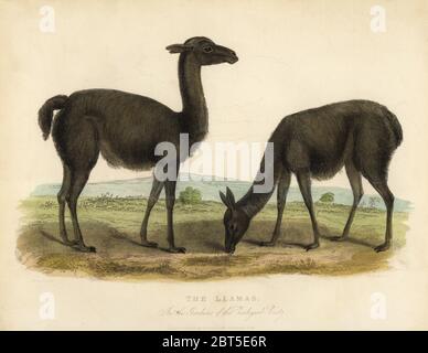 Lama, Lama glama. Die Llamas in den Gärten der Zoologischen Gesellschaft. Handkolorierter Kupferstich von A.A. Park nach einer Illustration von W. Panormo von William smellies Übersetzung von Graf Georges Buffons Geschichte der Erde und animierte Natur, Thomas Kelly, London, 1829. Stockfoto