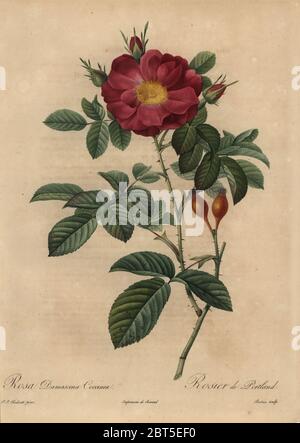 Rote Damaszenrose, Rosa damascena coccinea, Rosier de Portland. Hybrid aus Rosa gallica und Rosa moschata. Kupferstich mit Stippleinen von Rosine-Antoinette Bessin handkoloriert a la poupee nach einer botanischen Illustration von Pierre-Joseph Redoute aus der ersten Folio-Ausgabe von Les Roses, Firmin Didot, Paris, 1817. Stockfoto