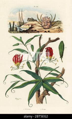 Flamme Lily, Gloriosa superba 1 und Micippa philyra Krabbe 2. Methonique, Micippe. Papierkörbe Stahlstich nach einer Illustration von Adolph Fritten aus dem Felix-Edouard Guerin-Meneville's Wörterbuch Pittoresque d'Histoire Naturelle (malerische Wörterbuch der Naturgeschichte), Paris, 1834-39. Stockfoto