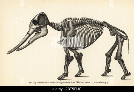 Skelett von Gomphotherium angustidens (Mastodon angustidens), Miozän-Schichten. Nach Jean Albert Gaudry. Illustration von Henry Neville Hutchinson Kreaturen anderer Tage, Popular Studies in Paläontologie, Chapman and Hall, London, 1896. Stockfoto
