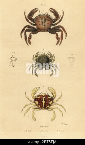 Samtkrabbe, Necora puber 1, marmorierte Schwimmkrabbe, Liocarcinus marmoreus 2 und Pennants Schwimmkrabbe, Portumnus latipes 3. Portunes: Etrille, marbre, varie. Handkolorierter Stahlstich von du Casse nach einer Illustration von Adolph Fries aus Felix-Edouard Guerin-Menevilles Dictionnaire Pittoresque d'Histoire Naturelle, Paris, 1834-39. Stockfoto