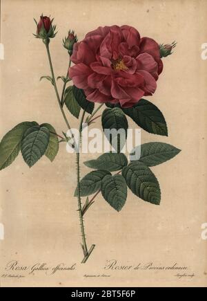 Crimson französischer Rose oder Rose von Provins, Rosa Gallica Officinalis, Rosier de Provins Ordinaire. Dichtfläche Kupferstich von Pierre Gabriel Langlois handkoloriert a la poupee nach einem botanischen Illustration von Pierre-Joseph Redoute aus der ersten Folio-ausgabe von Les Roses, Firmin Didot, Paris, 1817. Stockfoto