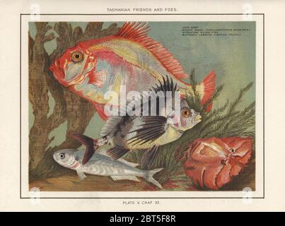 John Dory, Zeus faber, Elster Barsch, Cheilodactylus nigripes, wandernde Silberfische und Schmetterlingshummer, Ibacus peronii. Chromolithographie nach einer Illustration von Louisa Anne Meredith aus ihrem Buch Tasmanian Friends and Foes, Feathered, Furred and Finned, Marcus ward, London, 1881. Stockfoto