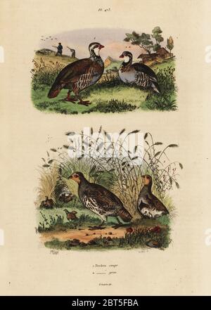 Red-legged Partridge, Vorträge Rufa, und Rebhuhn, Perdix perdix Perdrix Rouge et Perdrix grise. Papierkörbe Stahlstich von du Casse nach einer Illustration von Adolph Fritten aus dem Felix-Edouard Guerin-Meneville's Wörterbuch Pittoresque d'Histoire Naturelle (malerische Wörterbuch der Naturgeschichte), Paris, 1834-39. Stockfoto