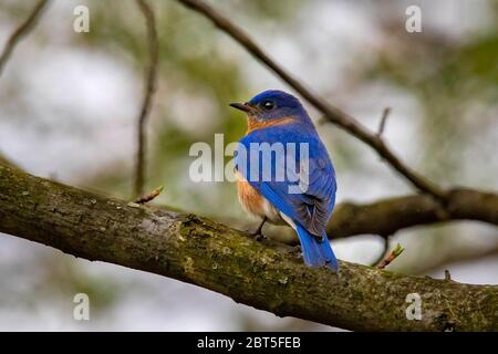 Bluebird Portrait Nahaufnahme im Frühling bei Tag Stockfoto