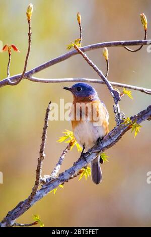 Bluebird Portrait Nahaufnahme im Frühling bei Tag Stockfoto