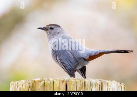 Catbird Porträt Nahaufnahme Makro im Frühling Hinterhof am Tag Stockfoto