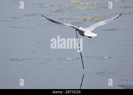 Schwarzkopfmöwe (Chroicocephalus ridibundus) fliegt über Wasser und trägt einen langen Stock zum Nestbau in Waghäusel, Deutschland Stockfoto