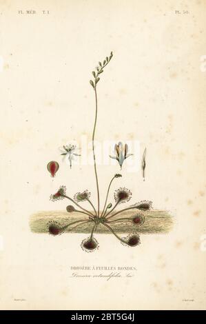 Rundblättriger Sonnentau oder gewöhnlicher Sonnentau, Drosera rotundifolia, Droserie a feuilles rondes.handkolorierter Stahlstich von Alphonse-Leon Noel nach einer botanischen Illustration von Edouard Maubert aus Pierre Oscar Reveil, A. Dupuis, Fr. Gerard und Francois Herincqs La Regne Vegetal: Flore Medicale, L. Guerin, Paris, 1864-1871. Stockfoto