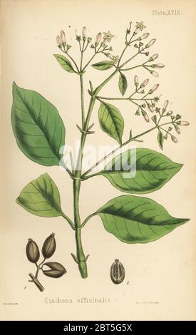 Peruanische Rinde Baum oder Chinin Baum, Cinchona officinalis. Papierkörbe Lithographie von Henry Sowerby aus Edward Hamilton's Flora Homeopathica, Bailliere, London, 1852. Stockfoto