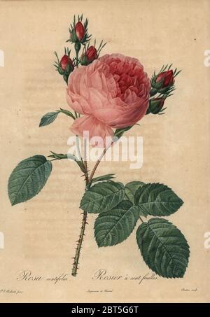 Rosa Kohl Rose oder Provence Rose, Rosa centifolia, Rosier einen Cent feuilles. Dichtfläche Kupferstich von Couten handkoloriert a la poupee nach einem botanischen Illustration von Pierre-Joseph Redoute aus der ersten Folio-ausgabe von Les Roses, Firmin Didot, Paris, 1817. Stockfoto