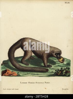 Mongoose lemur, Eulemur mongoz. Kritisch gefährdet. Lemur simia - sciurus Petiv. Papierkörbe Kupferstich von dieckmann nach einer Abbildung von William Cowper, London, von Johann Christian Daniel Schreber's Animal Abbildungen nach der Natur, oder schreber's fantastische Tiere, Erlangen, Deutschland, 1775. Stockfoto