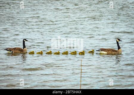 Niedliche kanadische Gänsevögel, die im Frühling mit ihren Eltern in freier Wildbahn schwimmen Stockfoto