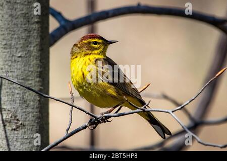 Niedliche Palme Warbler Porträt Nahaufnahme im Frühling Tag Stockfoto