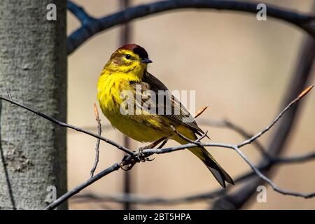 Niedliche Palme Warbler Porträt Nahaufnahme im Frühling Tag Stockfoto