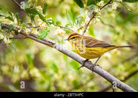 Niedliche Palme Warbler Porträt Nahaufnahme im Frühling Tag Stockfoto