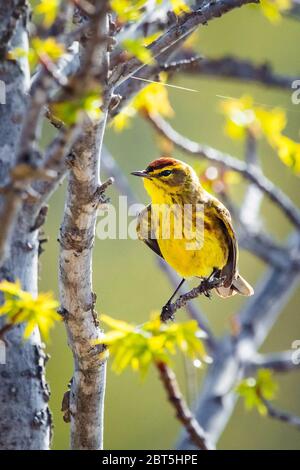 Niedliche Palme Warbler Porträt Nahaufnahme im Frühling Tag Stockfoto