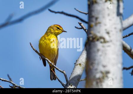 Niedliche Palme Warbler Porträt Nahaufnahme im Frühling Tag Stockfoto