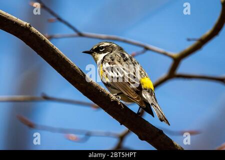 Niedliche Palme Warbler Porträt Nahaufnahme im Frühling Tag Stockfoto