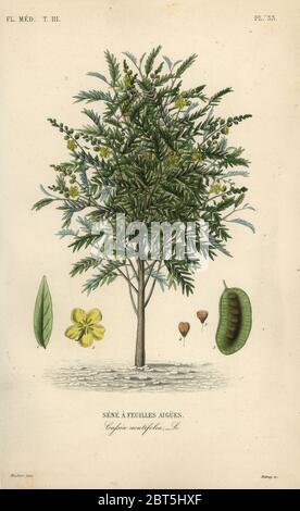 Alexandrian senna, Senna alexandrina, Cassia acutifolia, Sene a feuilles aigues. Handkolorierter Stahlstich von Debray nach einer botanischen Illustration von Edouard Maubert von Pierre Oscar Reveil, A. Dupuis, Fr. Gerard und Francois Herincqs La Regne Vegetal: Flore Medicale, L. Guerin, Paris, 1864-1871. Stockfoto