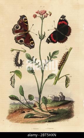 Baldrian, Valeriana officinalis 1, tagpfauenauge, Nymphalis io2, Red Admiral Vanessa atalanta 3. Valeriane, Vanesses Schmetterlinge. Papierkörbe Stahlstich von Felix-Edouard Guerin-Meneville's Wörterbuch Pittoresque d'Histoire Naturelle (malerische Wörterbuch der Naturgeschichte), Paris, 1834-39. Stockfoto