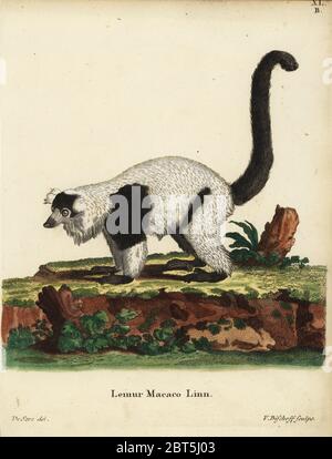 Schwarz-weiße Vari, Varecia variegata. Kritisch gefährdet. Lemur macaco Linn. Niger. Papierkörbe Kupferstich von Hermann Jakob Dieckmann nach einer Illustration von George Edwards von Johann Christian Daniel Schreber's Animal Abbildungen nach der Natur, oder schreber's fantastische Tiere, Erlangen, Deutschland, 1775. Stockfoto