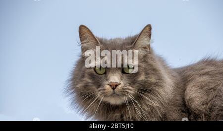 Porträt einer flauschigen grauhaarigen Katze mit auffälligen grünen Augen isoliert vor einem klaren Hintergrundbild im horizontalen Format Stockfoto