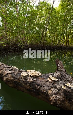 Pilze auf einem gefallenen Stamm im Mangrovenwald im Coiba Island National Park, Pazifikküste, Provinz Veraguas, Republik Panama. Stockfoto