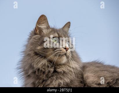 Porträt einer flauschigen grauhaarigen Katze mit auffälligen grünen Augen isoliert vor einem klaren Hintergrundbild im horizontalen Format Stockfoto