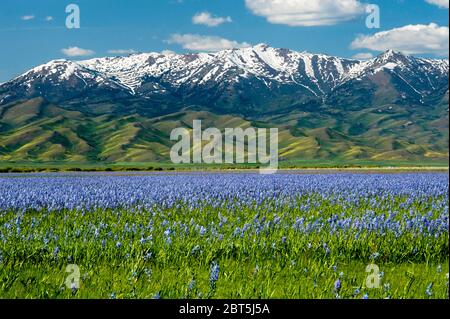 Soldier Mountain über Camas Meadow in Camas Prairie, Camas County, Idaho USA Stockfoto