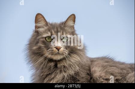 Porträt einer flauschigen grauhaarigen Katze mit auffälligen grünen Augen isoliert vor einem klaren Hintergrundbild im horizontalen Format Stockfoto