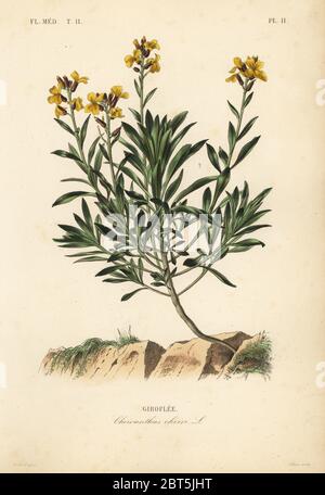 Wallflower, Erysimum cheiri, Cheiranthus cheiri, Girofee. Handkolorierter Stahlstich von Lebrun nach einer botanischen Illustration von Edouard Maubert von Pierre Oscar Reveil, A. Dupuis, Fr. Gerard und Francois Herincqs La Regne Vegetal: Flore Medicale, L. Guerin, Paris, 1864-1871. Stockfoto