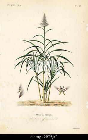 Zuckerrohr, Saccharum officinarum, Canne a sucre. Handkolorierter Stahlstich von Lagesse nach einer botanischen Illustration von Edouard Maubert von Pierre Oscar Reveil, A. Dupuis, Fr. Gerard und Francois Herincqs La Regne Vegetal: Flore Medicale, L. Guerin, Paris, 1864-1871. Stockfoto