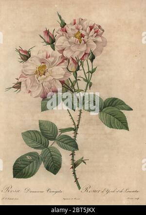 Rosa und weiße Damaszenrose, Rosa damascena variegata, Rosier dYork et de Lancaster. Kupferstich mit Stippleinen von Rosine-Antoinette Bessin handkoloriert a la poupee nach einer botanischen Illustration von Pierre-Joseph Redoute aus der ersten Folio-Ausgabe von Les Roses, Firmin Didot, Paris, 1817. Stockfoto