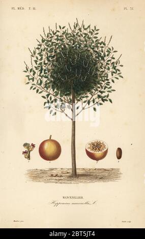 Manchineel oder Manchioneel Baum, Hippomane Mancinella, Mancenillier. Handkolorierter Stahlstich von Oudet nach einer botanischen Illustration von Edouard Maubert von Pierre Oscar Reveil, A. Dupuis, Fr. Gerard und Francois Herincqs La Regne Vegetal: Flore Medicale, L. Guerin, Paris, 1864-1871. Stockfoto