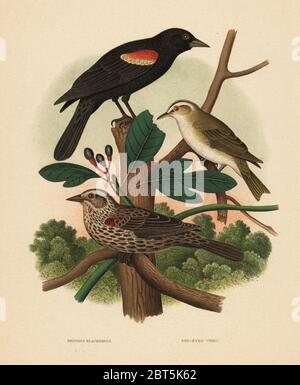 Rotflügelamsel, Agelaius phoeniceus und Rotauge-Vireo, Vireo olivaceus. Chromolithographie nach einer Illustration von Edwin Sheppard von Thomas George Gentrys Nester und Eier der Vögel der Vereinigten Staaten, J.A. Wagenseller, Philadelphia, 1881. Stockfoto