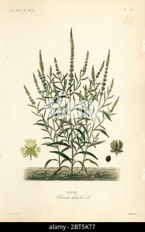 Färber Rucola oder Färber Unkraut, Reseda luteola, Gaude. Handkolorierter Stahlstich von L. Lebrun nach einer botanischen Illustration von Edouard Maubert von Pierre Oscar Reveil, A. Dupuis, Fr. Gerard und Francois Herincqs La Regne Vegetal: Planets Agricoles et Forestieres, L. Guerin, Paris, 1864-1871. Stockfoto