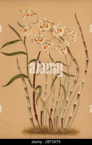 Devons dendrobium Orchidee, Dendrobium devonianum. Chromolithograph von Hatch Company nach einer Illustration von Harriet Stewart Miner aus Orchids, The Royal Family of Plants, Boston, 1885. Das erste Farbteller Buch über Orchideen von weiblichen amerikanischen Botaniker Miner. Stockfoto