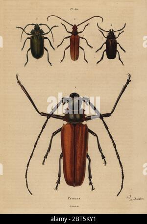 Große lange - Horn Käfer, Enoplocerus Aegosoma scabricorne armillatus 1, 2, 3 und Prionus Pyrodes nitidus desmaretii 4. Käfer, Priones. Papierkörbe Stahlstich August Dumenil aus Felix-Edouard Guerin-Meneville's Wörterbuch Pittoresque d'Histoire Naturelle (malerische Wörterbuch der Naturgeschichte), Paris, 1834-39. Stockfoto