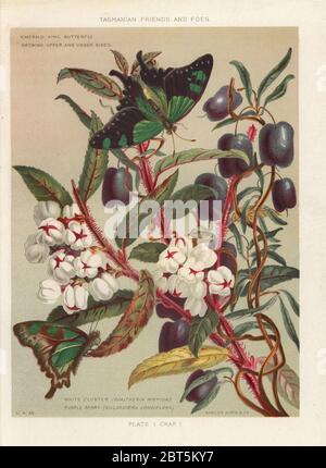 Copperleaf snowberry, Gaultheria hispida, und lila Beere, Billardiera Longiflora. Mit emerald König Schmetterling, Papilio Palinurus-arten. Chromolithograph nach einer Abbildung von Louisa Anne Meredith aus Ihrem eigenen Buch tasmanische Freunde und Feinde, gefiederten, behaart und Gerippte, Marcus Station, London, 1881. Stockfoto